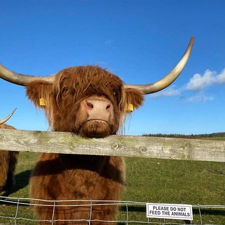 Glampods Glamping Pod - Meet Highland Cows And Sheep Elgin Villa Kültér fotó