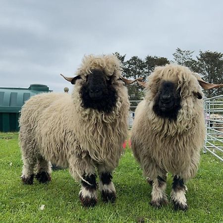 Glampods Glamping Pod - Meet Highland Cows And Sheep Elgin Villa Kültér fotó