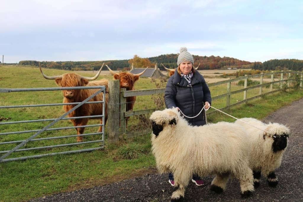 Glampods Glamping Pod - Meet Highland Cows And Sheep Elgin Villa Kültér fotó
