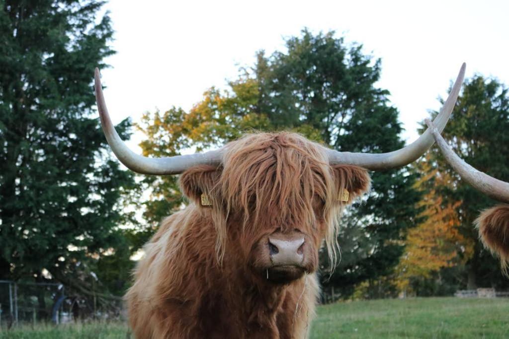 Glampods Glamping Pod - Meet Highland Cows And Sheep Elgin Villa Kültér fotó