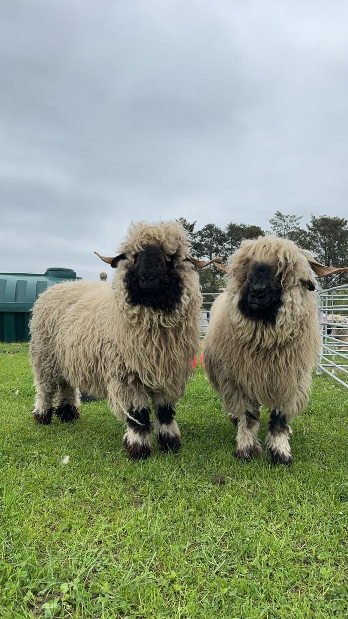 Glampods Glamping Pod - Meet Highland Cows And Sheep Elgin Villa Kültér fotó